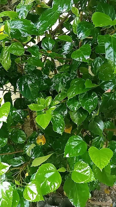 Still Raining #rain #cover #videoclip #video #stayhome #staysafe #fypシ゚viral #subscribe #support