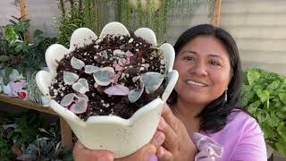 FÁCIL PROPAGACIÓN DE CEROPEGIA WOODII