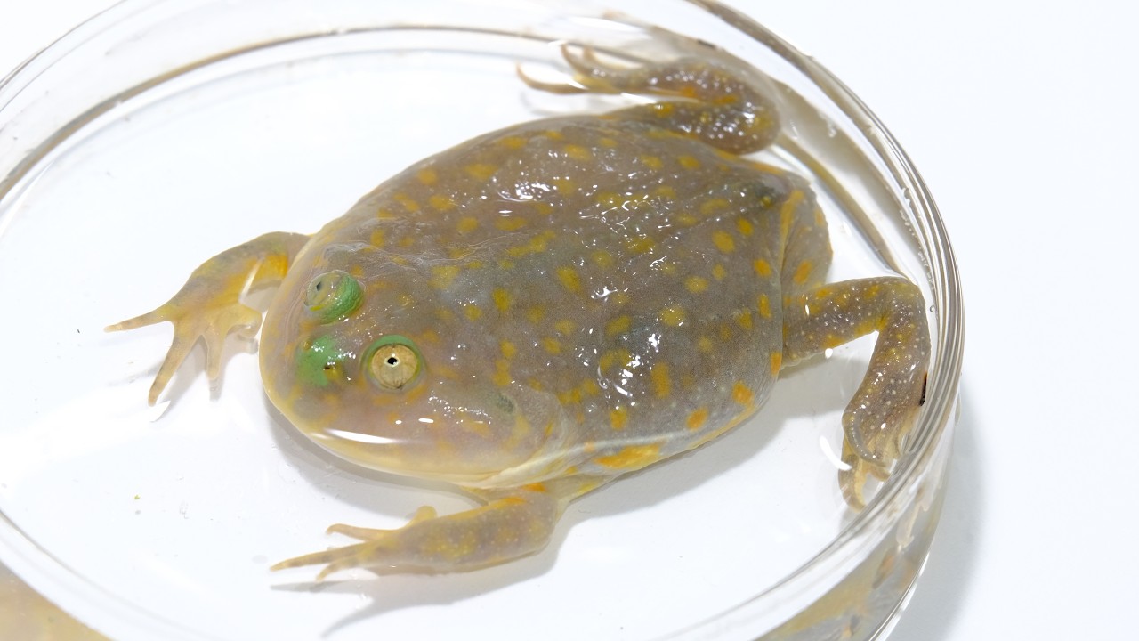 なんかまたデカなっとるーー！！！
