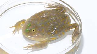 なんかまたデカなっとるーー！！！