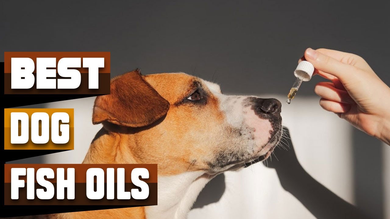 Best Fish Oils For Dog In 2023 Top 10 Fish Oils For Dogs Review YouTube