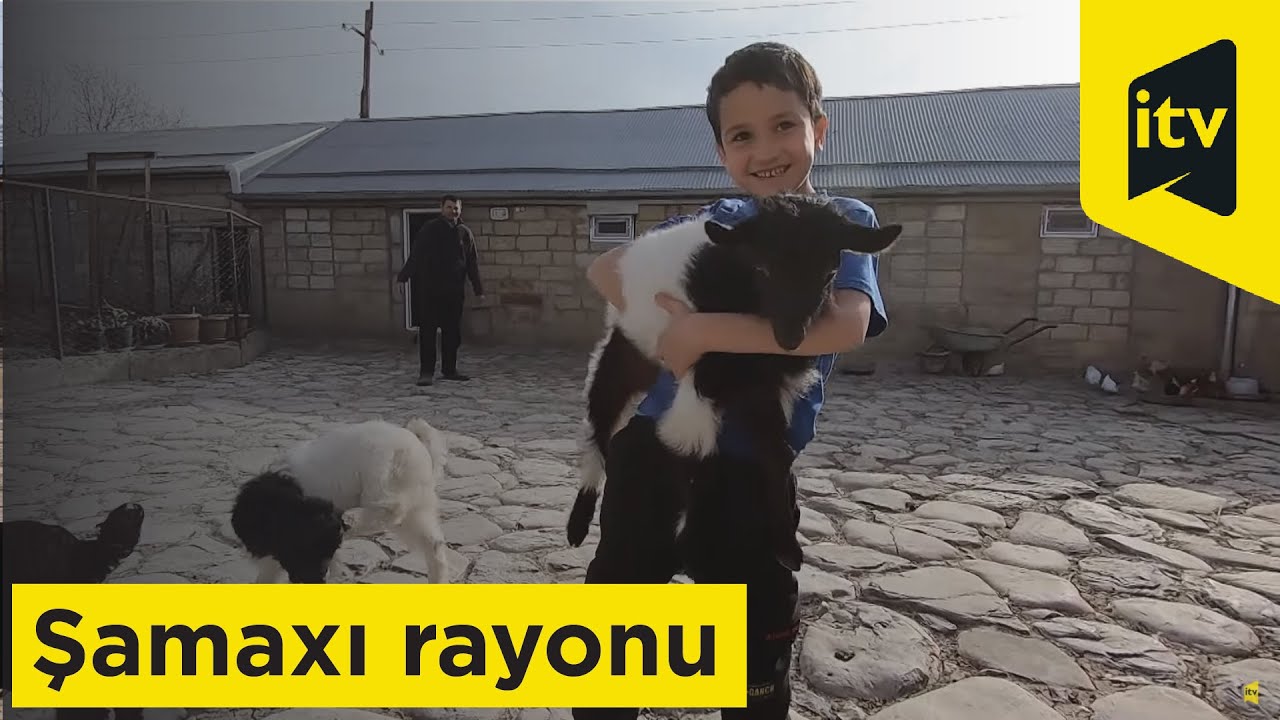 Bura vətəndir - Şamaxı rayonu - Məlhəm kəndi