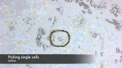 Using LCM for picking single cells