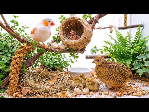 Complete Finch & Quail Aviary Setup | Babies Hatching