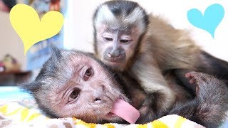 Cute Monkey Brothers Wrestling & LOVING!