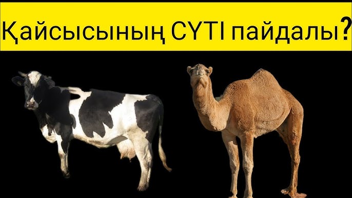 Аудармасы бар Аддамс отбасы порно фильмін қараңыз