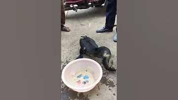 Баклан ест огромную рыбу / Попробуй не залипнуть / Тик ток
