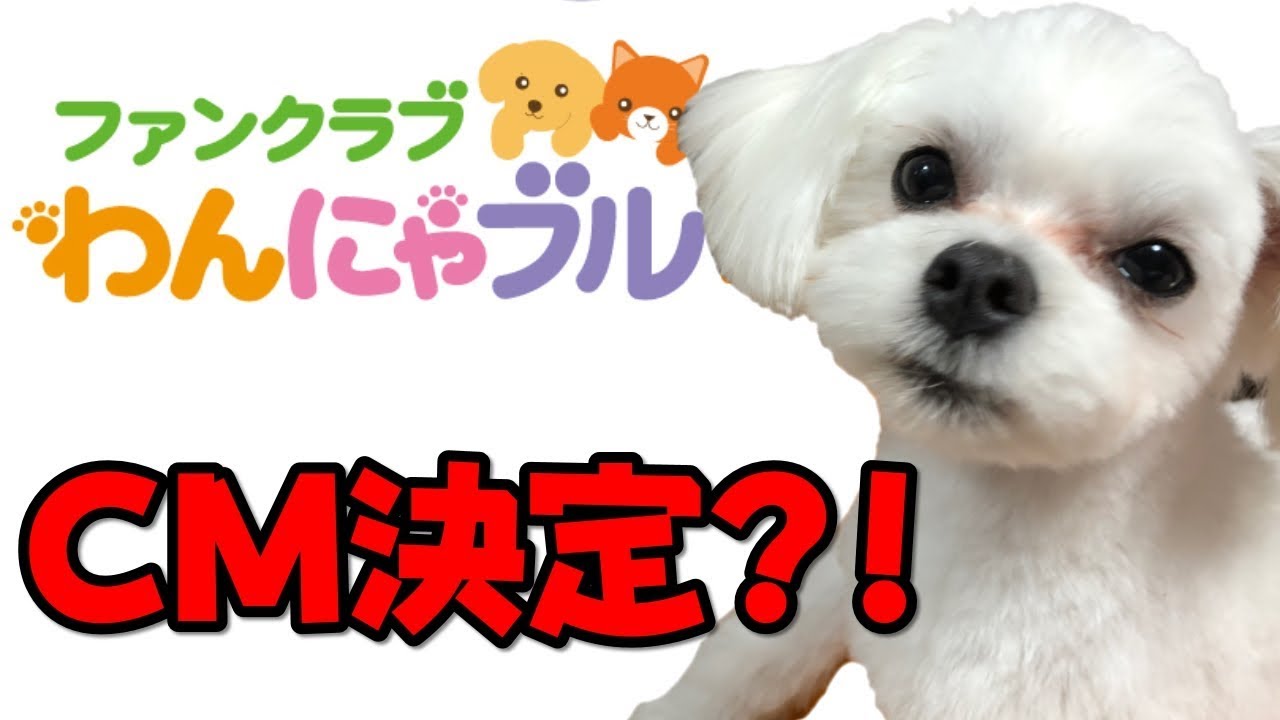 マルチーズのちゅーぶくん ついにcm出演決定 犬用サプリメントのわんにゃブル Youtube マルチーズのちゅーぶくん ついにcm出演決定 犬用サプリメントのわんにゃブル Youtube
