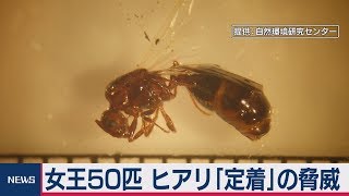 女王50匹 ヒアリ「定着」の脅威