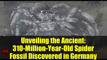 Unveiling the Ancient: 310-Million-Year-Old Spider Fossil Discovered in Germany