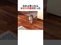 犬かと思ったらまさかの動物だった⁉️😳　#動物 #自然 #animals