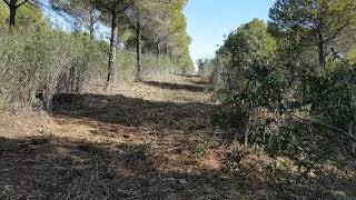 Resultado tras desbroce con tractor de gomas