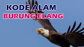 Erek Erek Burung Elang Kode Alam 2D ​​3D 4D | Angka Burung Elang | Mimpi Burung Elang