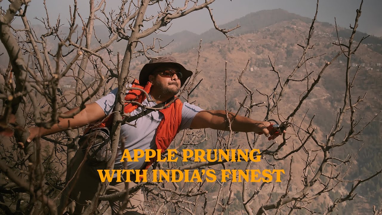 APPLE PRUNING WITH INDIA'S FINEST PRUNER YouTube