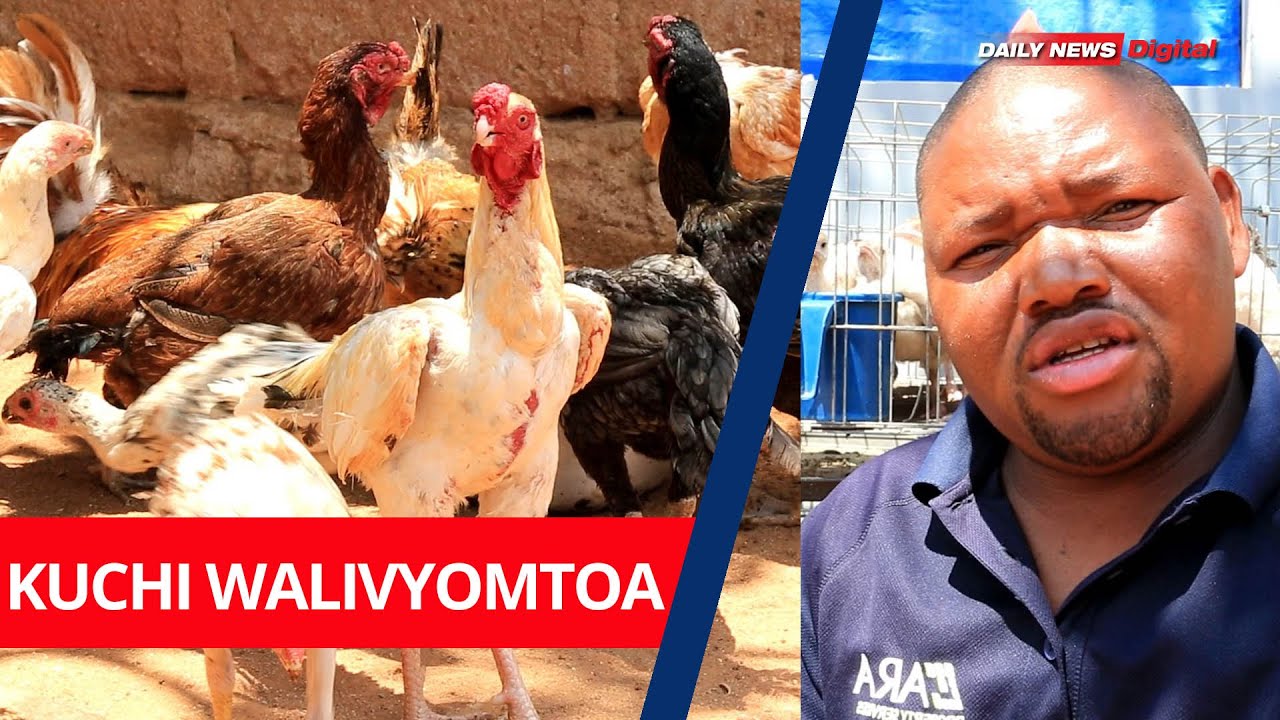 MSOMI ALIYETOBOA KIMAISHA KUPITIA UFUGAJI BAADA YA KUKOSA AJIRA