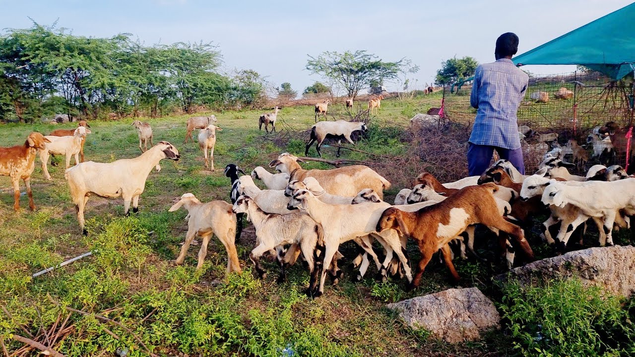 గొర్రెలు గొర్రె పిల్లలు-Sheep farming-the full lambs-cute baby sheep-sheep farming in India sheep