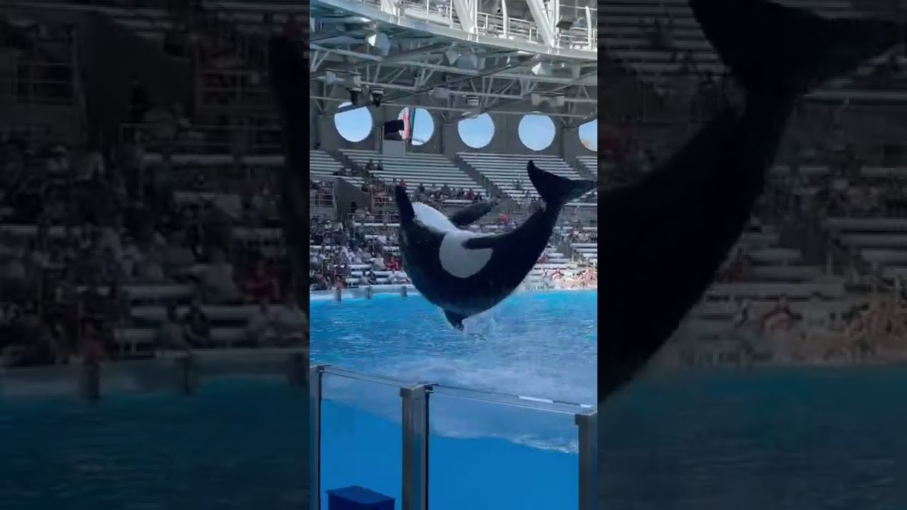 Big Splash Orca Show At Sea World 
