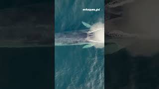 Los rorcuales, la segunda especie más grande del planeta, vuelven a las costas de Galicia