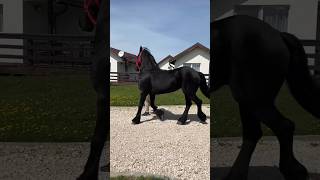 Friesian mares and stallions. Ages between 2 years and 6 years. #friesian #frizian  #horses
