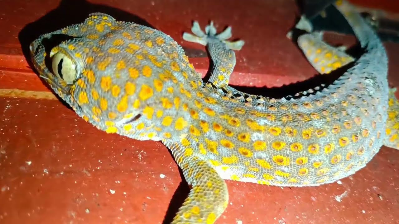 Video, The Frogs,Lizards.