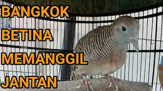 Suara Perkutut Bangkok Betina Memanggil Jantan Seketika Nyaut Gacor