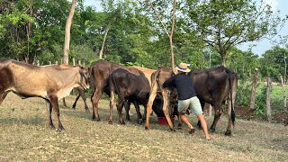 Vacas Locas me RODEAN y pasa esto