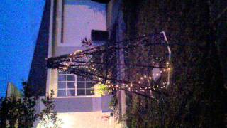 2011 Spiral Mega Tree