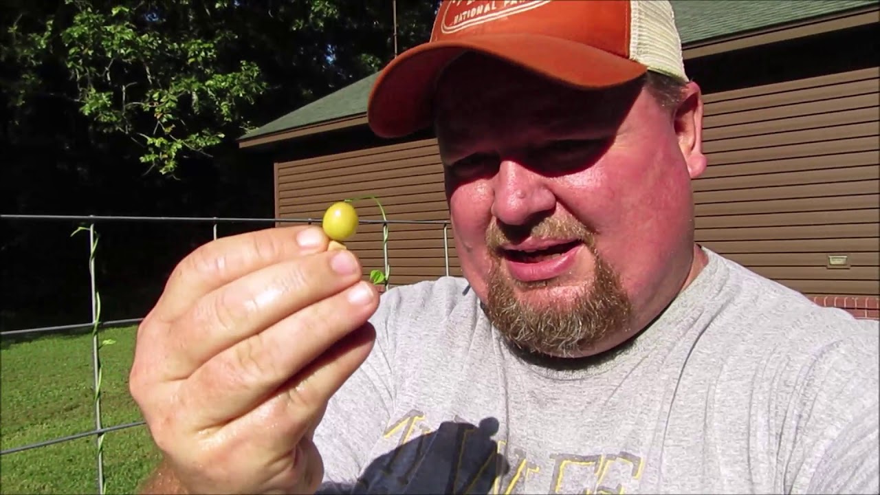 golden cherry