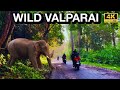     valparai  wild wonders  jungle stay kurangumudi estate  4k u.