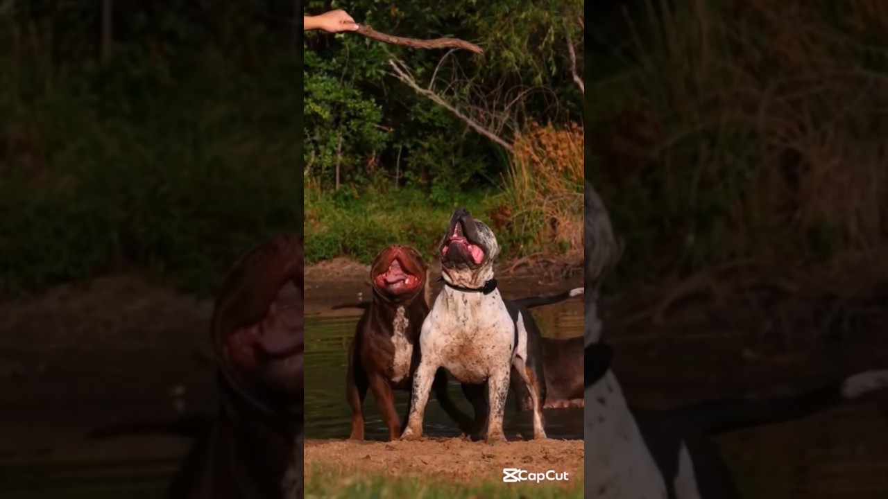 Pawsome Tricks: Dogs Doing the Unexpected! 