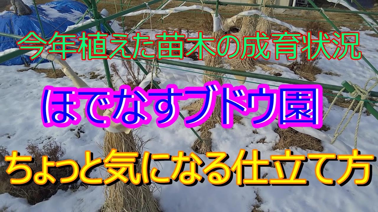 2025 7 20生育状況とちょっと気になる仕立て方　＃ブドウ栽培　＃家庭菜園　マイハート
