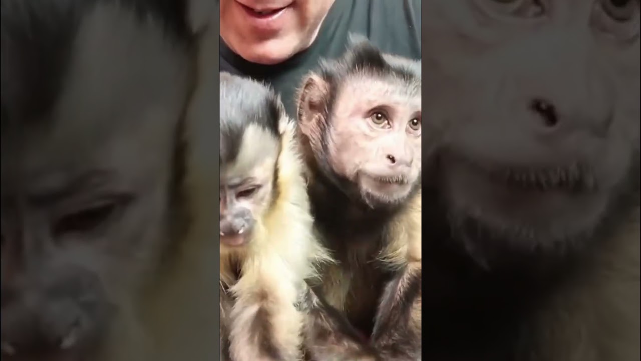 Monkeys LOVE pumpkin seeds 