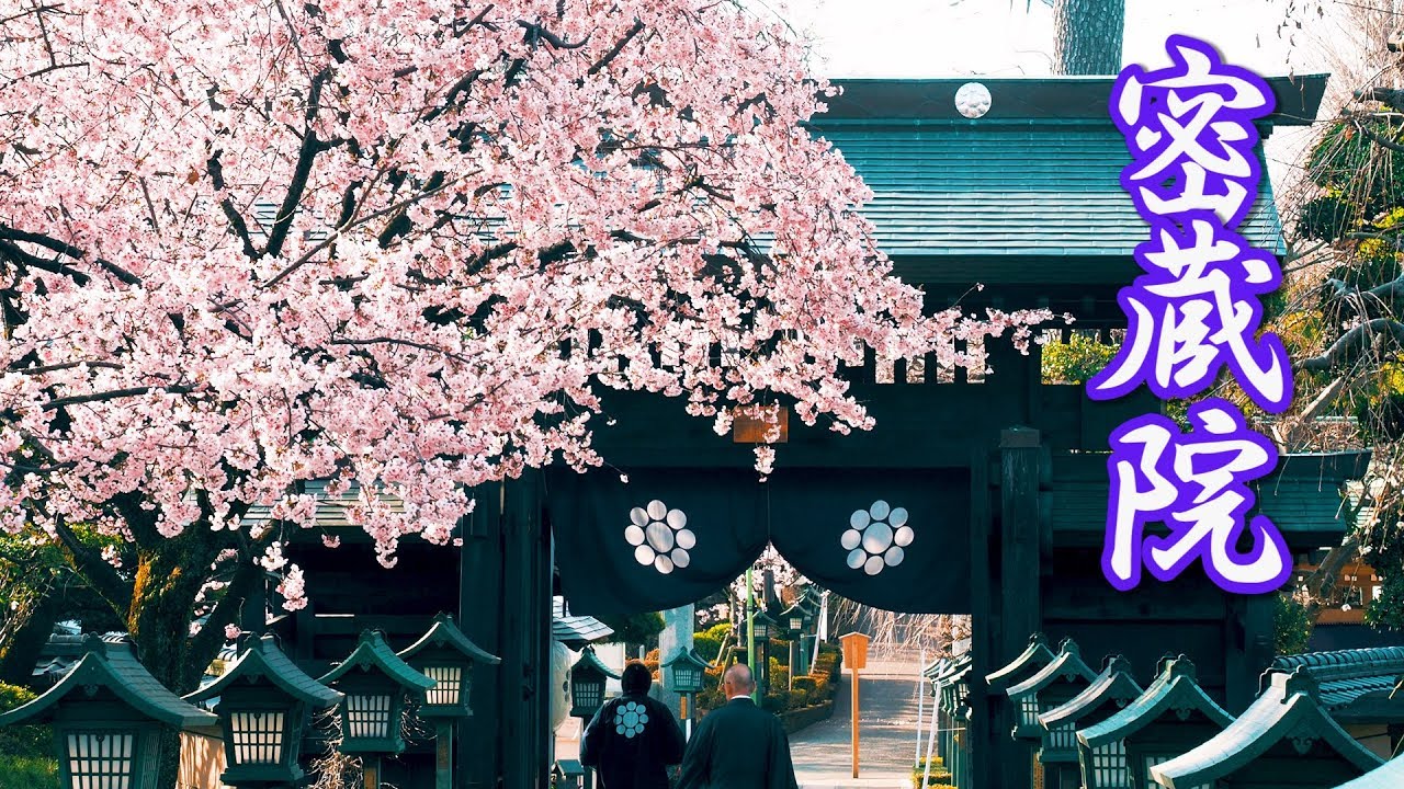 Cherry blossoms】Mitsuzoin Temple 2019. #4K #安行桜 #密蔵院 - YouTube