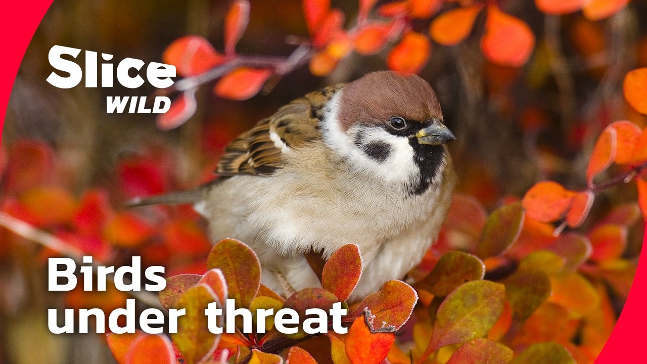 The Hidden Wars of Garden Birds I FULL DOC | SLICE WILD