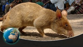 Detecting Danger  Africas Giant Rats