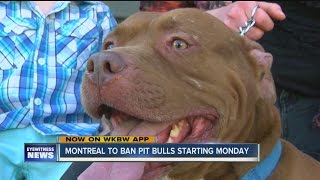 Montreal passes controversial ban on pit bulls