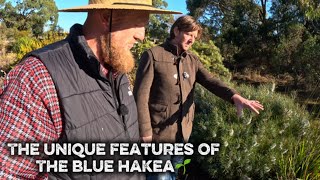 The Blue Hakea🌱
