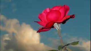 . Sen Neyi̇ Ariyorsan O Sun...
