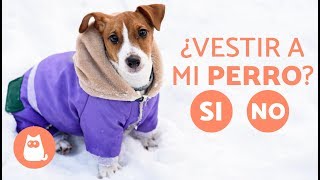 ¿Es necesario vestir a los perros?  ROPA PARA PERROS