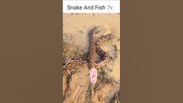 Big python snake | Python Snake | #shorts #youtubeshorts #python #snake #trending