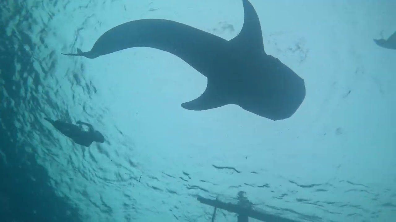 Swimming with the whaleshark - Jan.5.2025