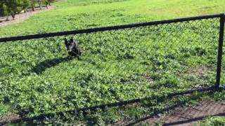 Nox - The Australian Kelpie - Training at the park by Nox M 135 views 7 years ago 1 minute, 22 seconds