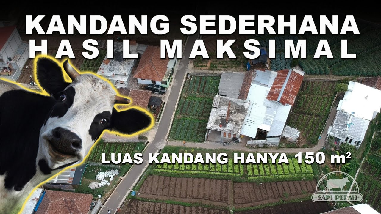 MODAL LAHAN TERBATAS BETERNAK SAPI PERAH DENGAN HASIL MAKSIMAL UNTUNG JUTAAN… INI BUKTINYA ‼️‼️‼️
