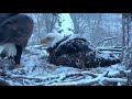 DECORAH EAGLES 🐣 🐣🐣レ O √ 乇 THIS MAGICAL MOMENT IN THE SNOW ◕ EAGLE DAD FEEDS HIS GIRL ♥ྀ