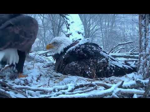DECORAH EAGLES 🐣 🐣🐣レ O √ 乇 THIS MAGICAL MOMENT IN THE SNOW ◕ EAGLE DAD FEEDS HIS GIRL ♥ྀ