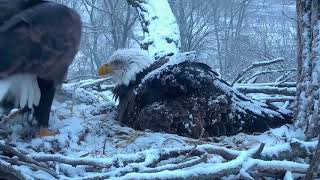 DECORAH EAGLES 🐣 🐣🐣レ O √ 乇 THIS MAGICAL MOMENT IN THE SNOW ◕ EAGLE DAD FEEDS HIS GIRL ♥ྀ