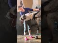 Most Entertaining Funny Horses Compilation#CuteHorses #WildHorses #FunnyPets #PetCompilation