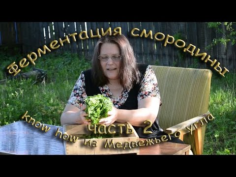 ФЕРМЕНТАЦИЯ СМОРОДИНОВОГО ЛИСТА