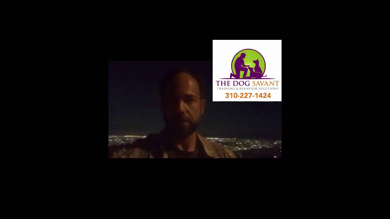 Best Dog Trainer In Los Angeles California