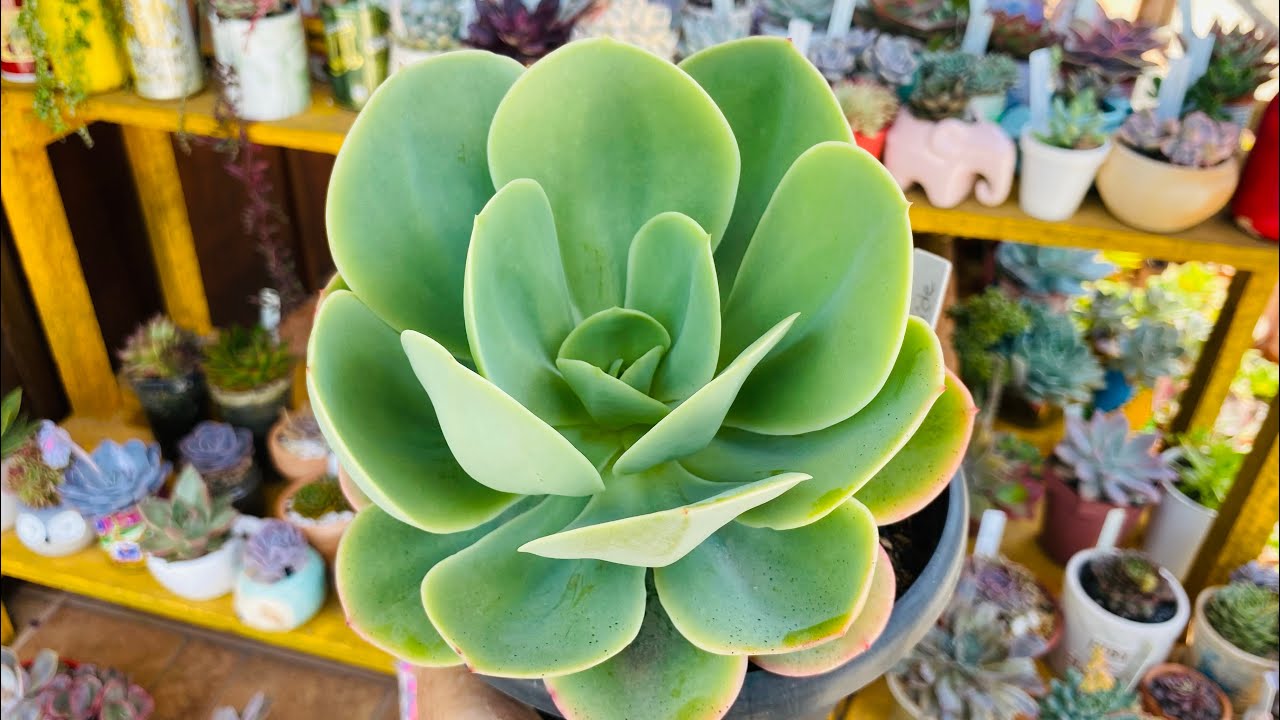 15 SUCULENTAS DE PORTE GRANDE QUE VOCÊ IRÁ SE IMPRESSIONAR. SUCULENTAS GIGANTES DE FÁCIL CULTIVO🪴